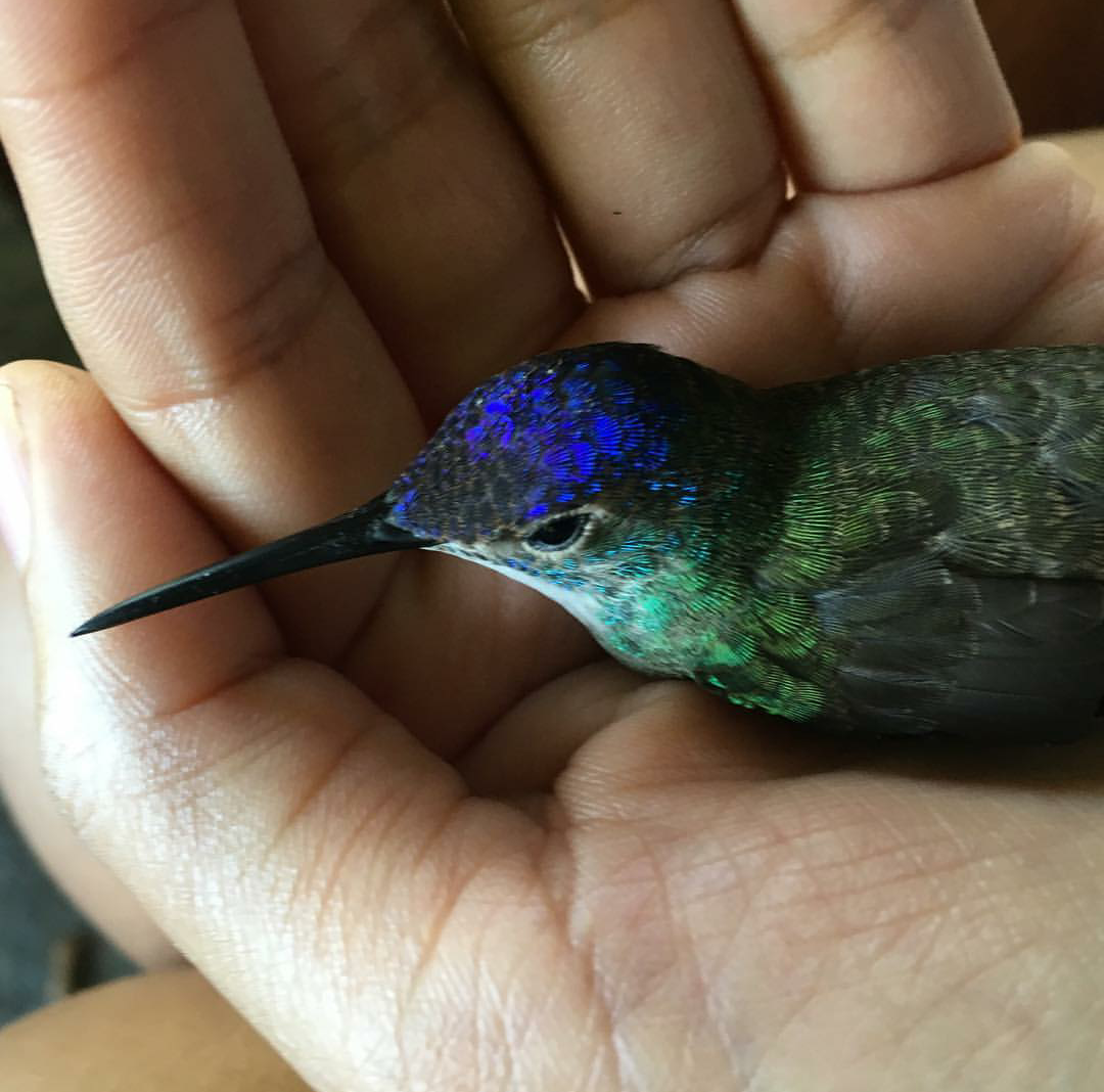 Encantadora de ColibrÃ­es.